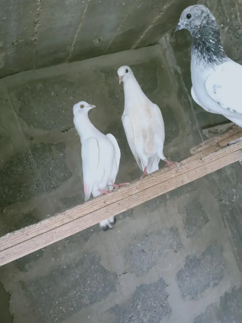 mix pigeon male and female — photo 8