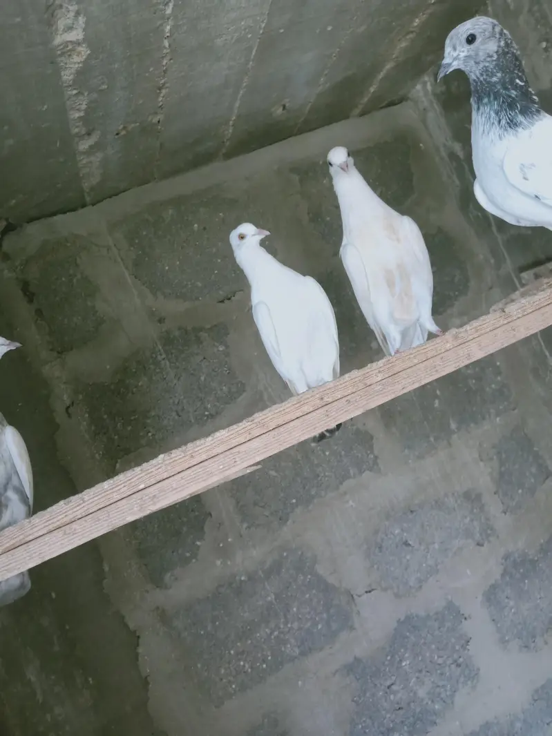 mix pigeon male and female — photo 9