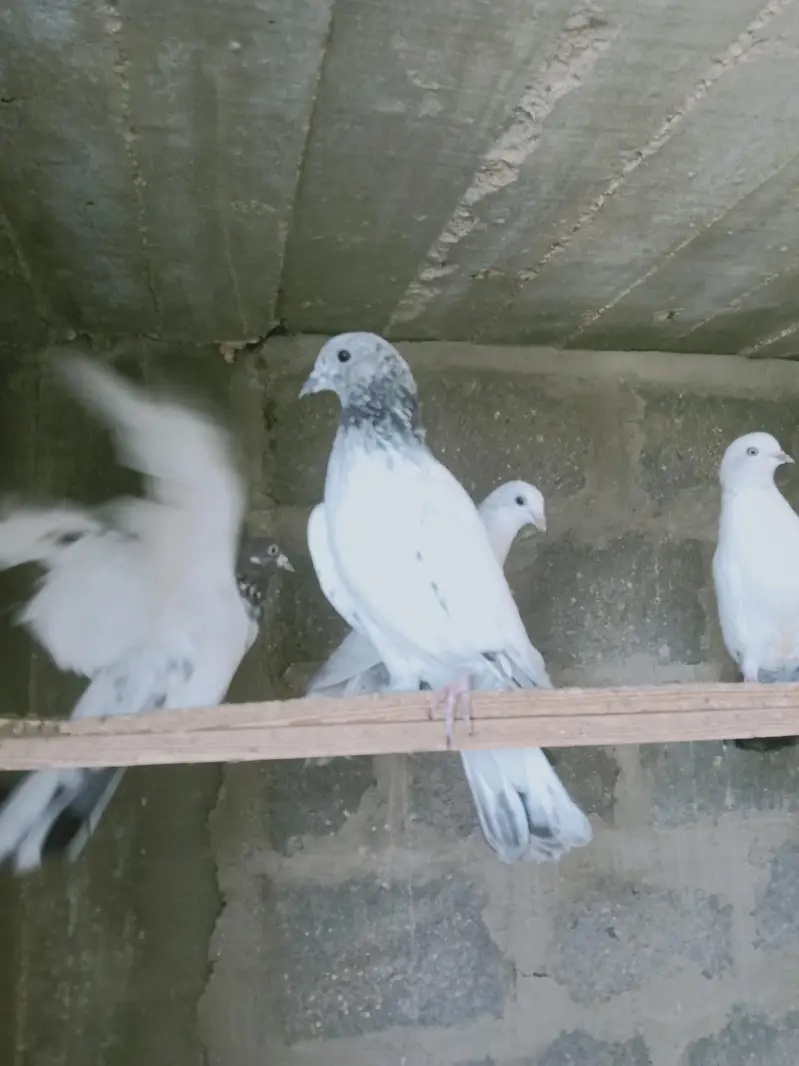 mix pigeon male and female — photo 10