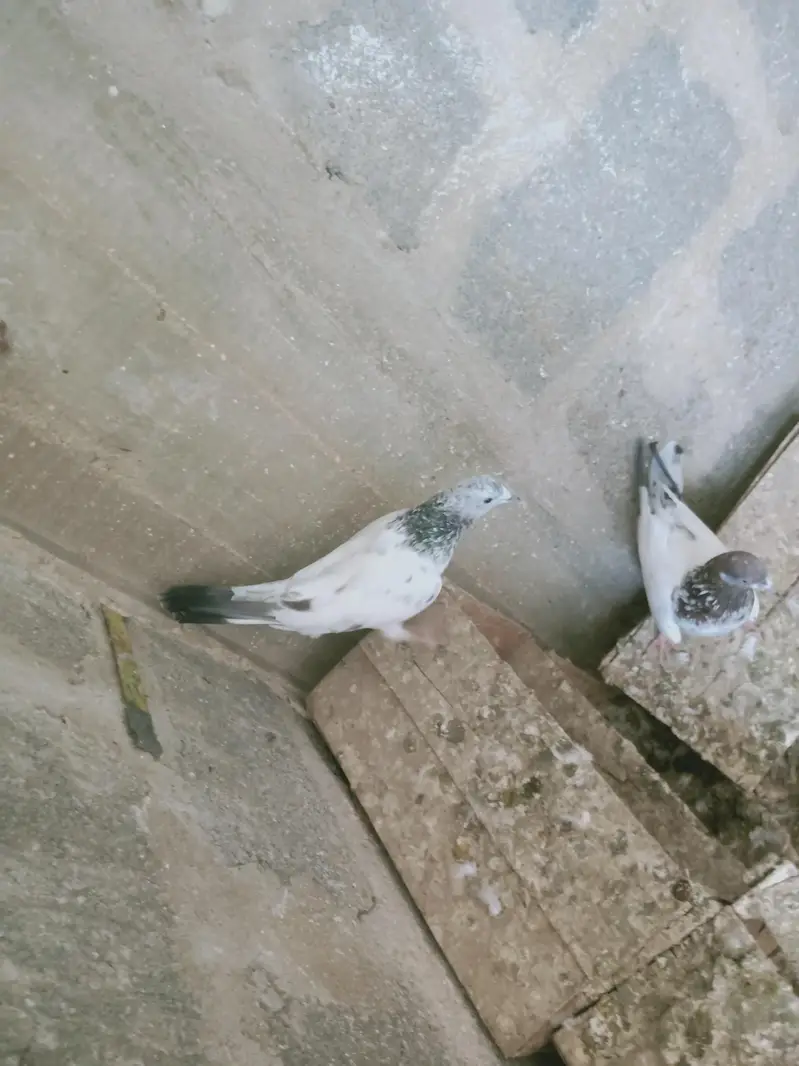 mix pigeon male and female — photo 11