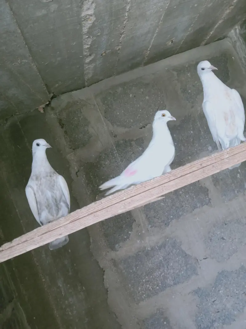 mix pigeon male and female — photo 12