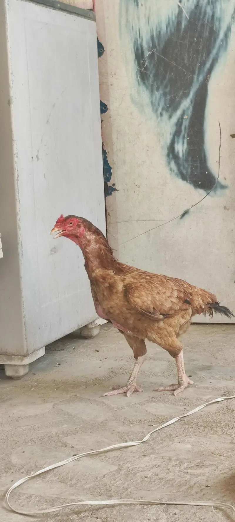 aseel mianwali — photo 2