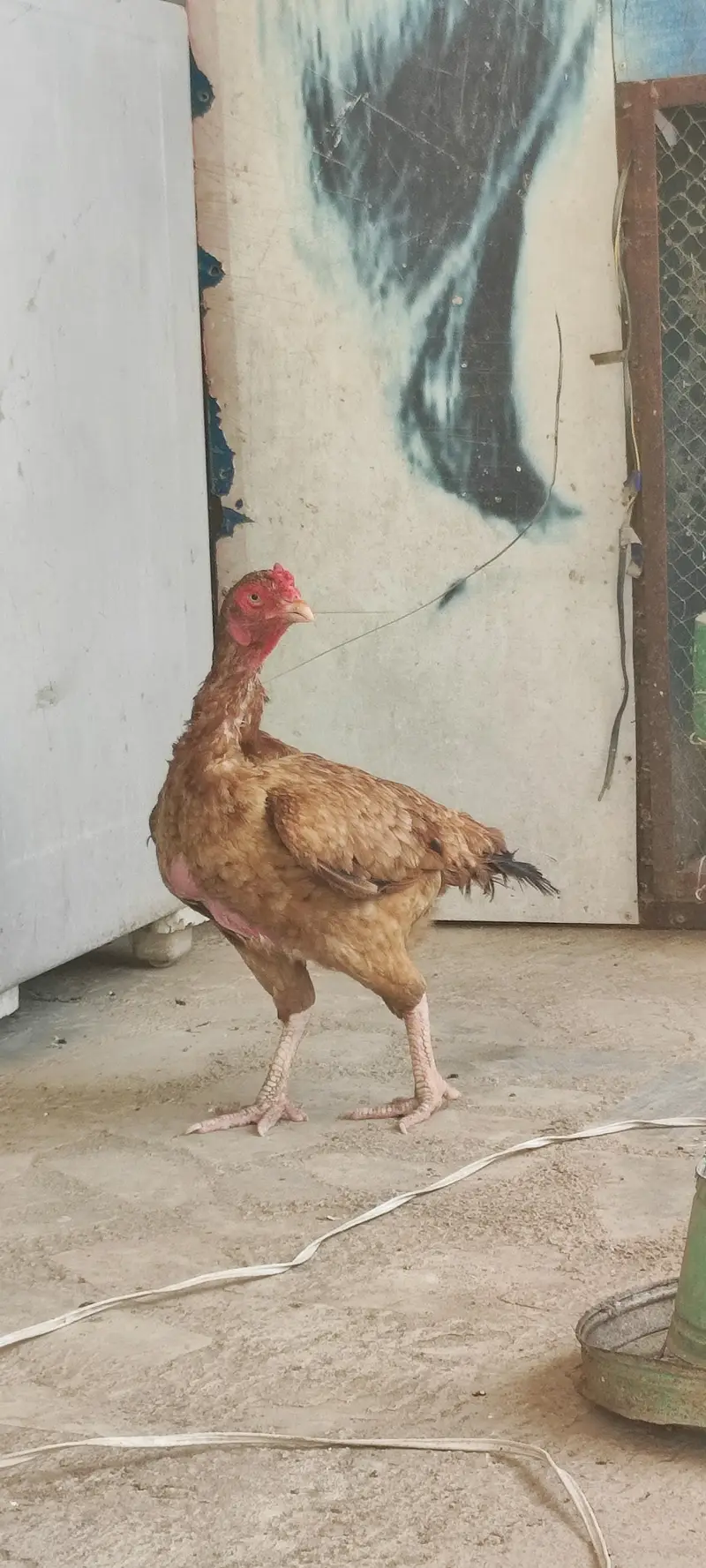 aseel mianwali — photo 3
