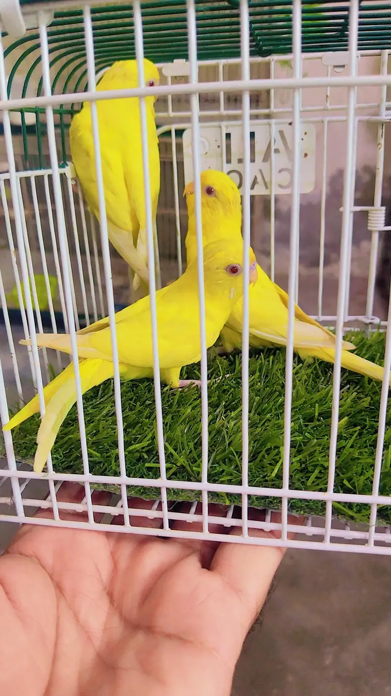 Latino king size budgie — photo 2