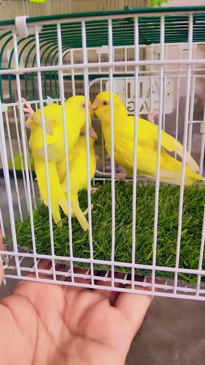 Latino king size budgie — photo 3