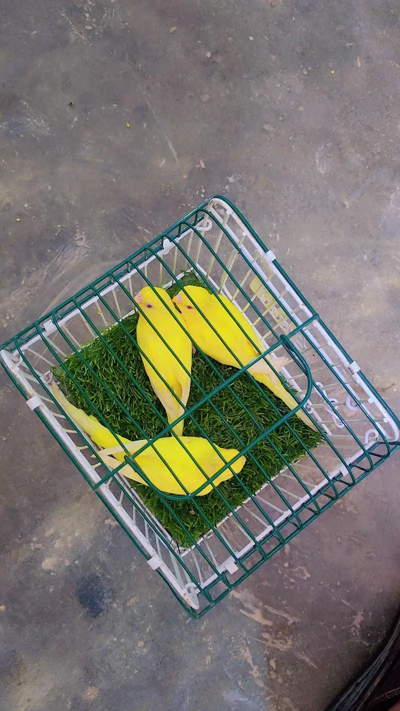Latino king size budgie — photo 4