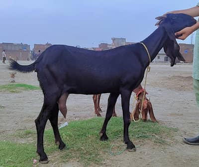 Betal nasal ki doodh wali bakri