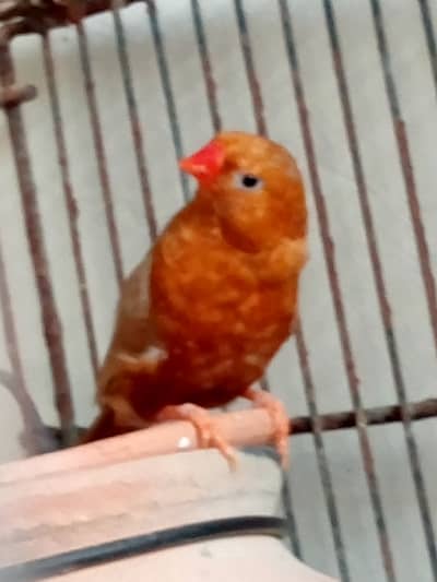Orange mutation finches high quality breeder