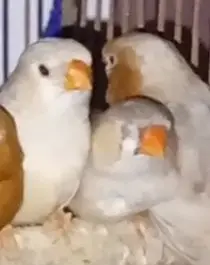 Orange mutation finches high quality breeder — photo 2