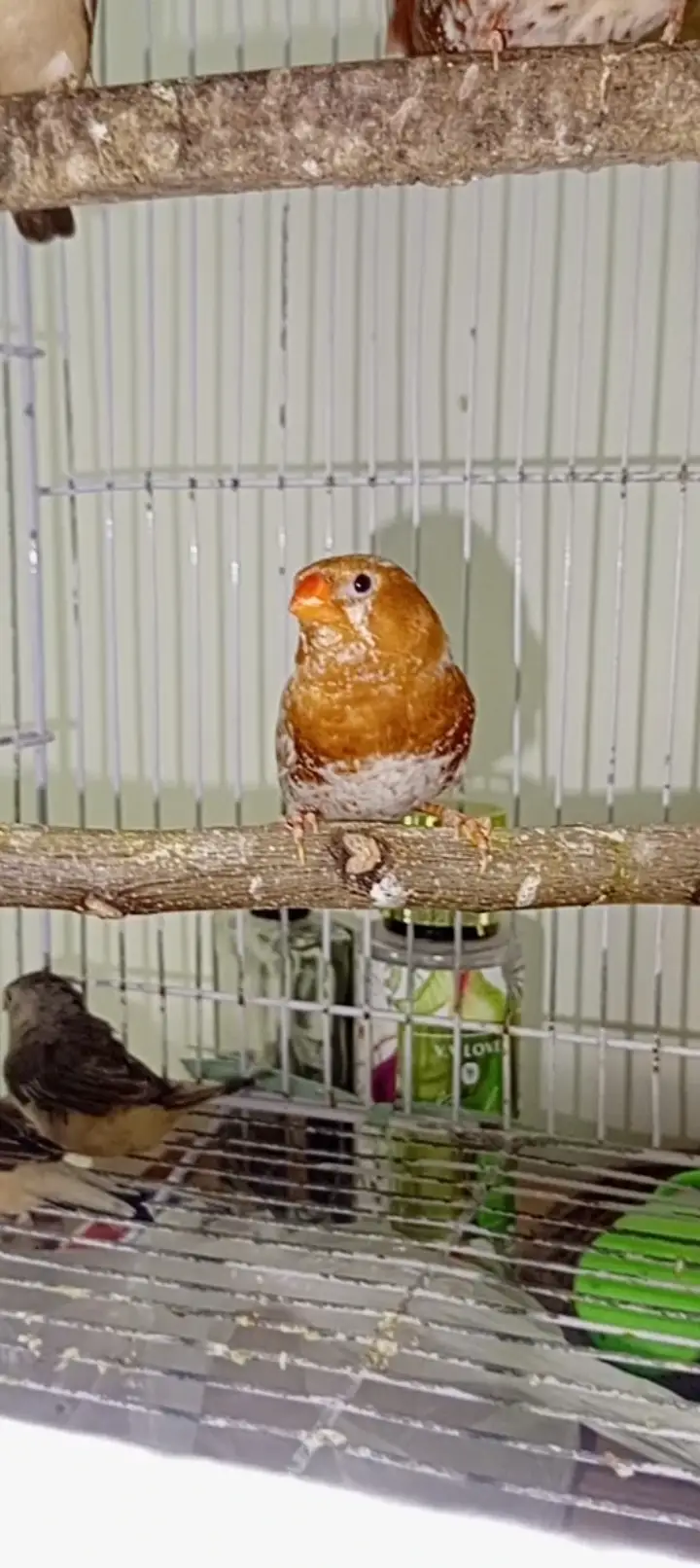 Orange mutation finches high quality breeder — photo 4