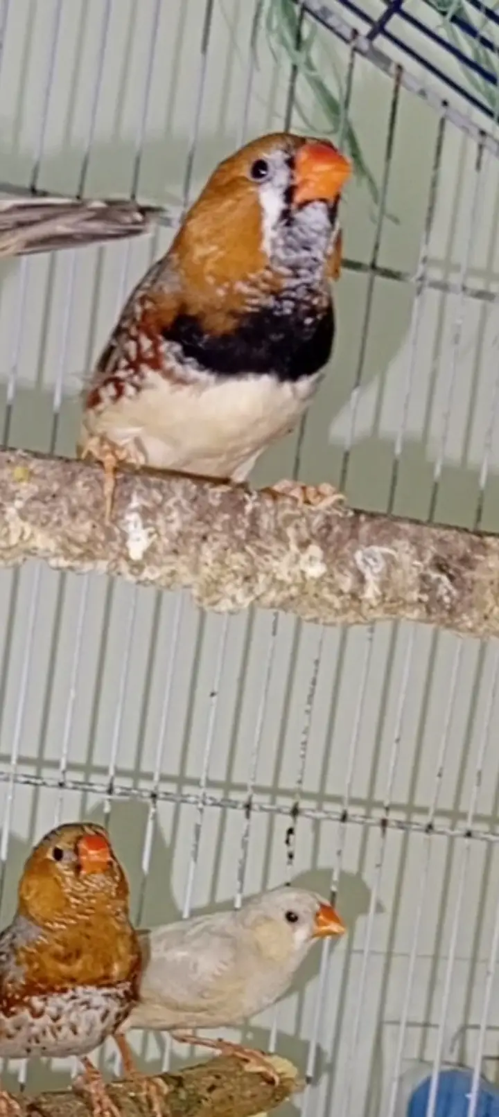 Orange mutation finches high quality breeder — photo 5