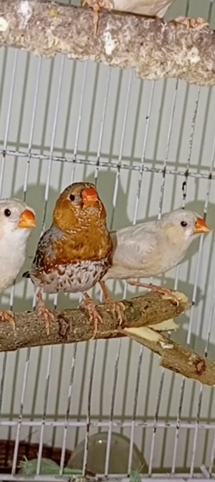 Orange mutation finches high quality breeder — photo 6