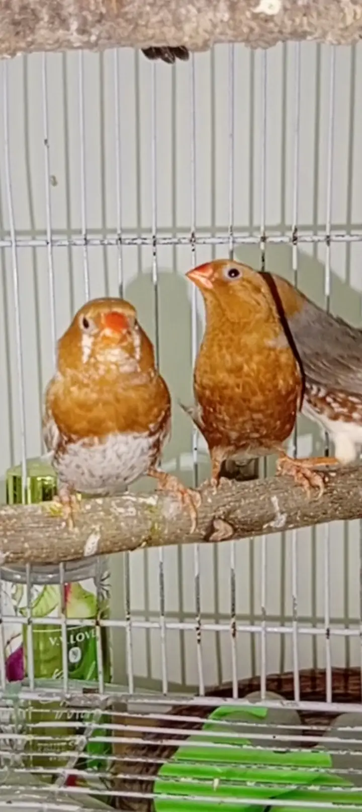 Orange mutation finches high quality breeder — photo 7