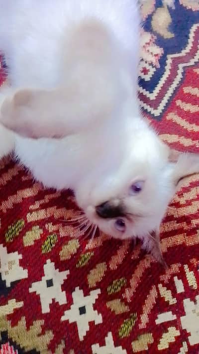 Beautiful Pure Siamese Cat Looking for a Loving Home