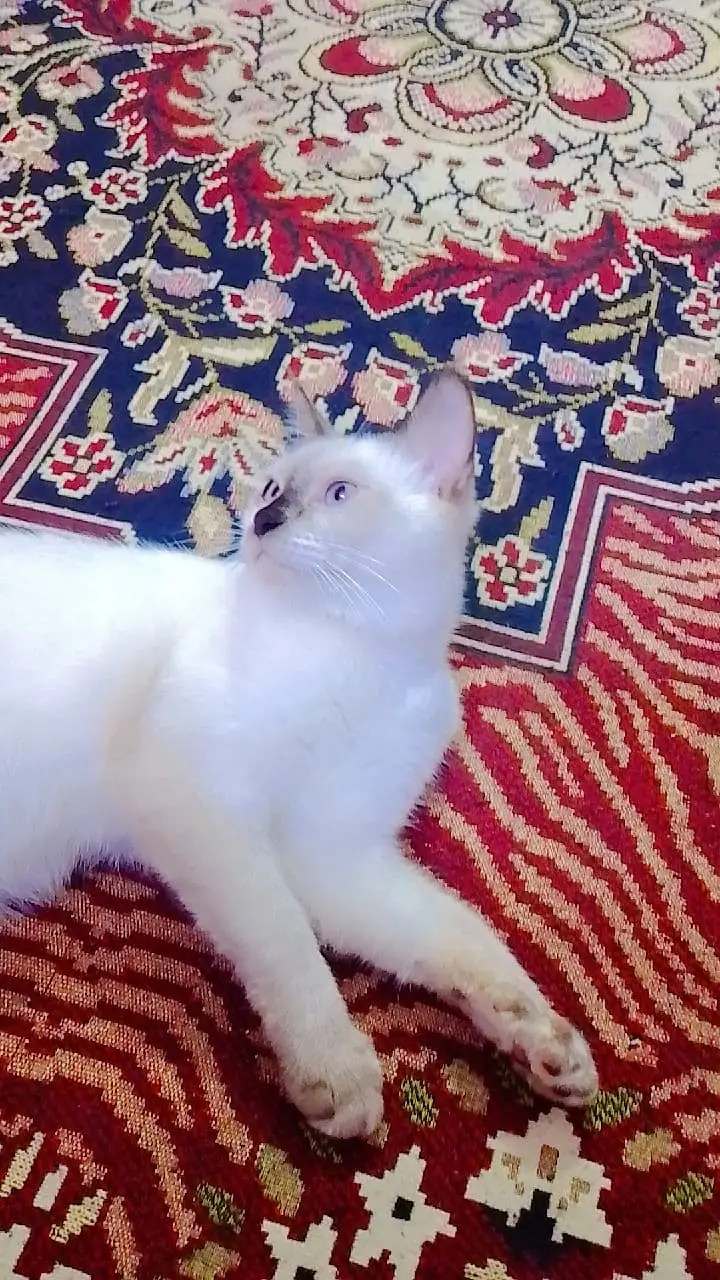 Beautiful Pure Siamese Cat Looking for a Loving Home — photo 2