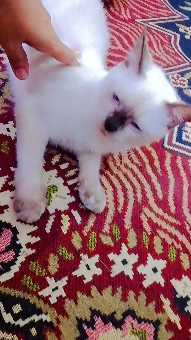 Beautiful Pure Siamese Cat Looking for a Loving Home — photo 3