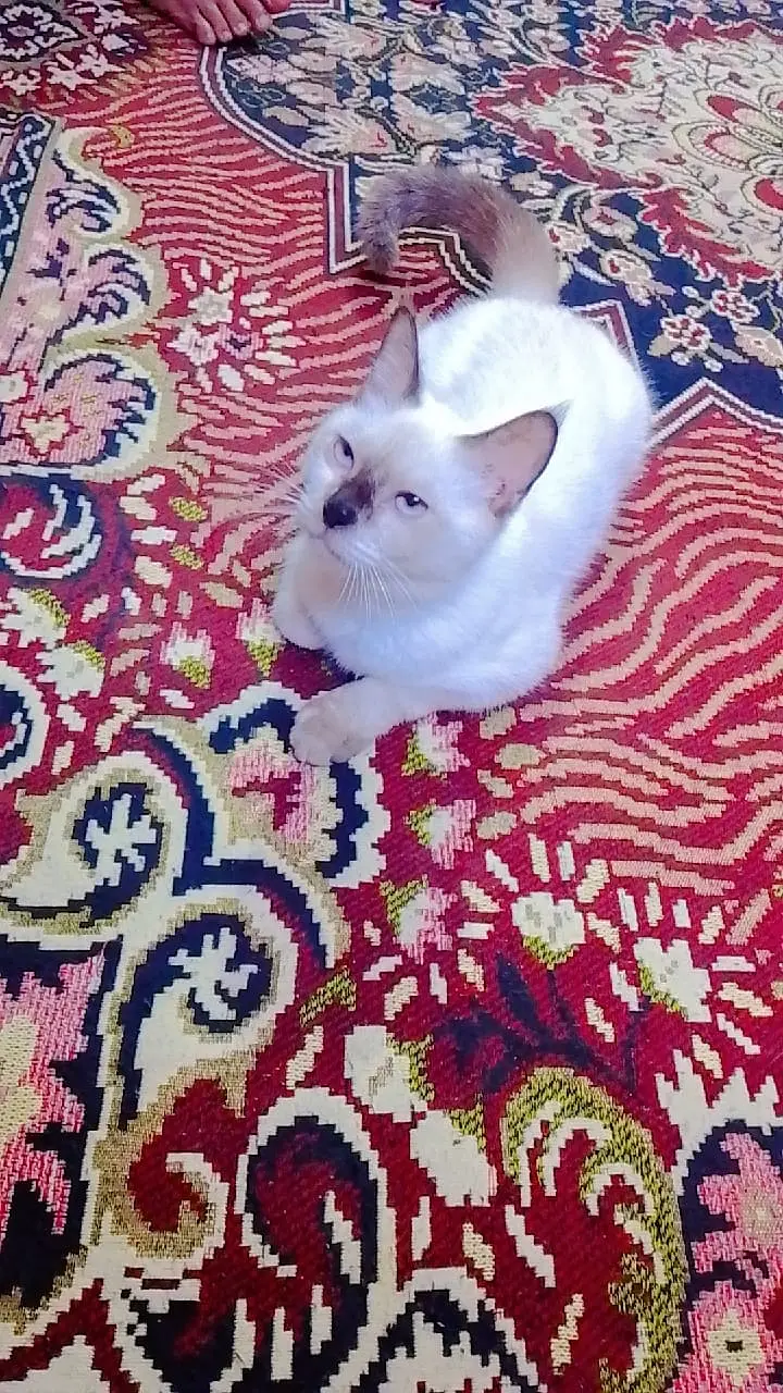 Beautiful Pure Siamese Cat Looking for a Loving Home — photo 4