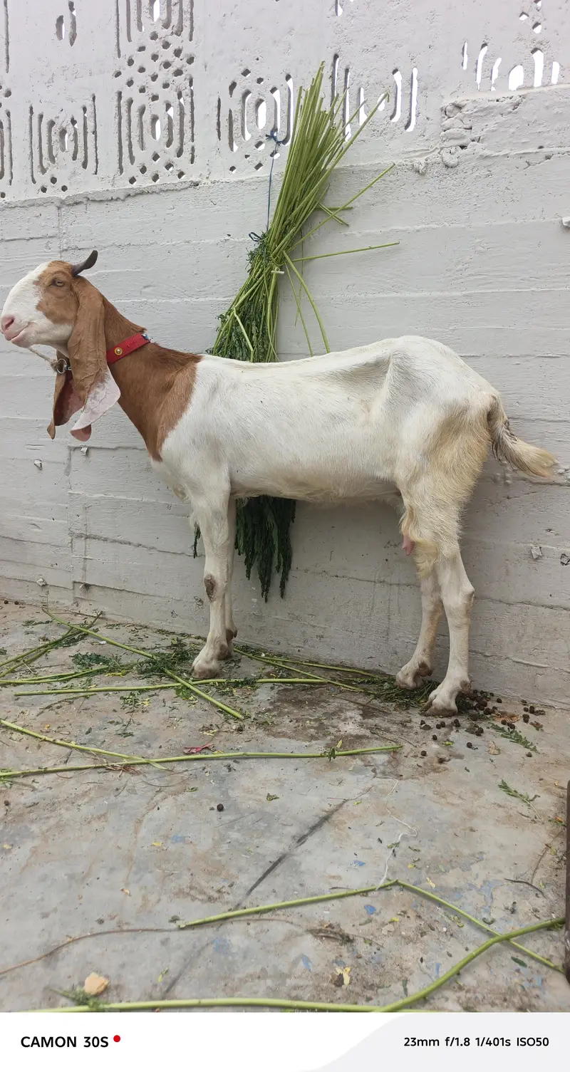 bakhri — photo 2