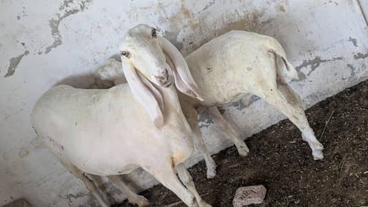 dumbi or bacha