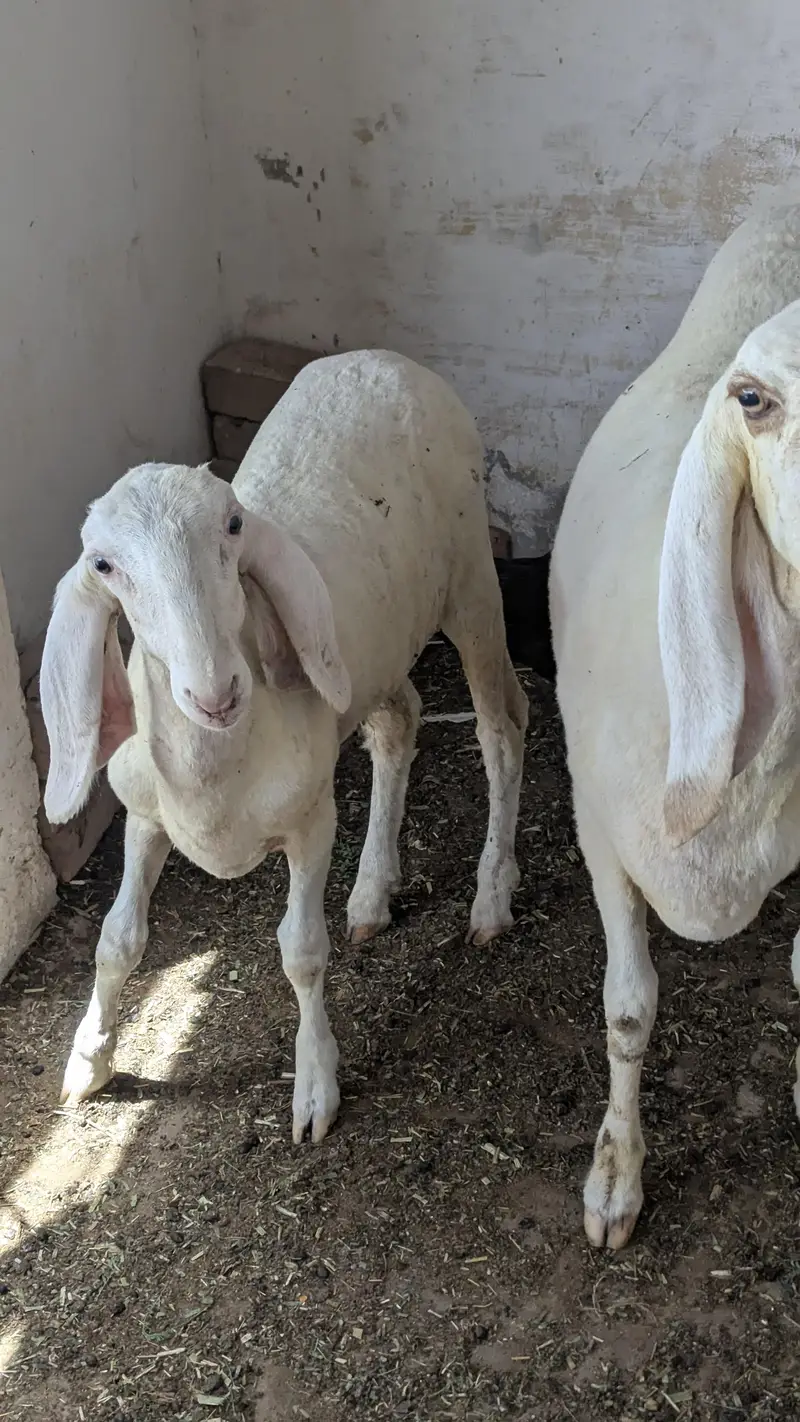 dumbi or bacha — photo 3