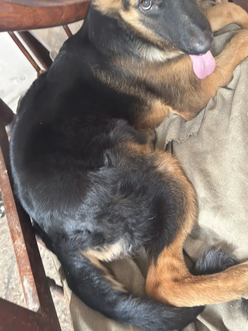 4.5 Months Non-Pedigree Long Coat Male German Shepherd Puppy