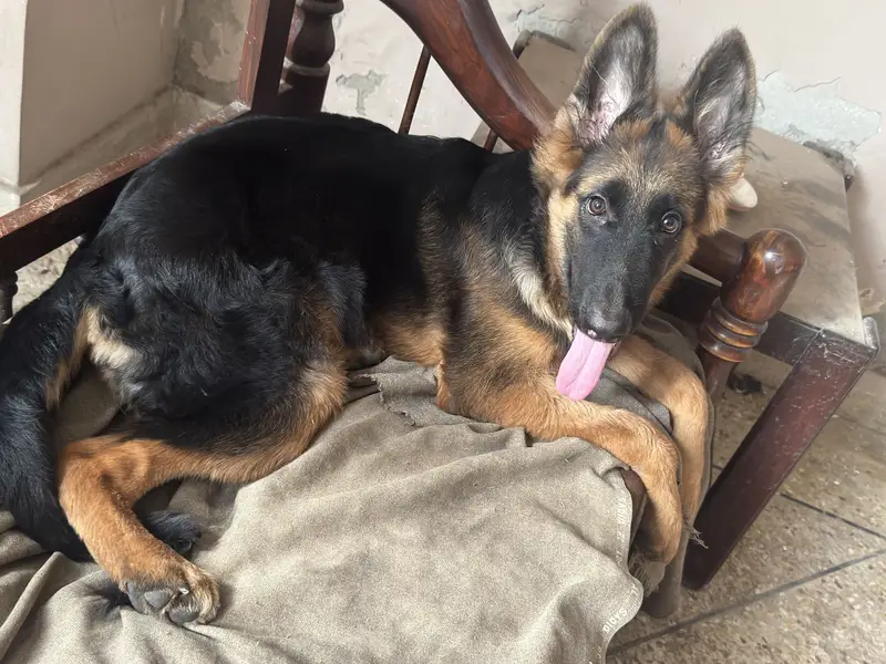 4.5 Months Non-Pedigree Long Coat Male German Shepherd Puppy — photo 2