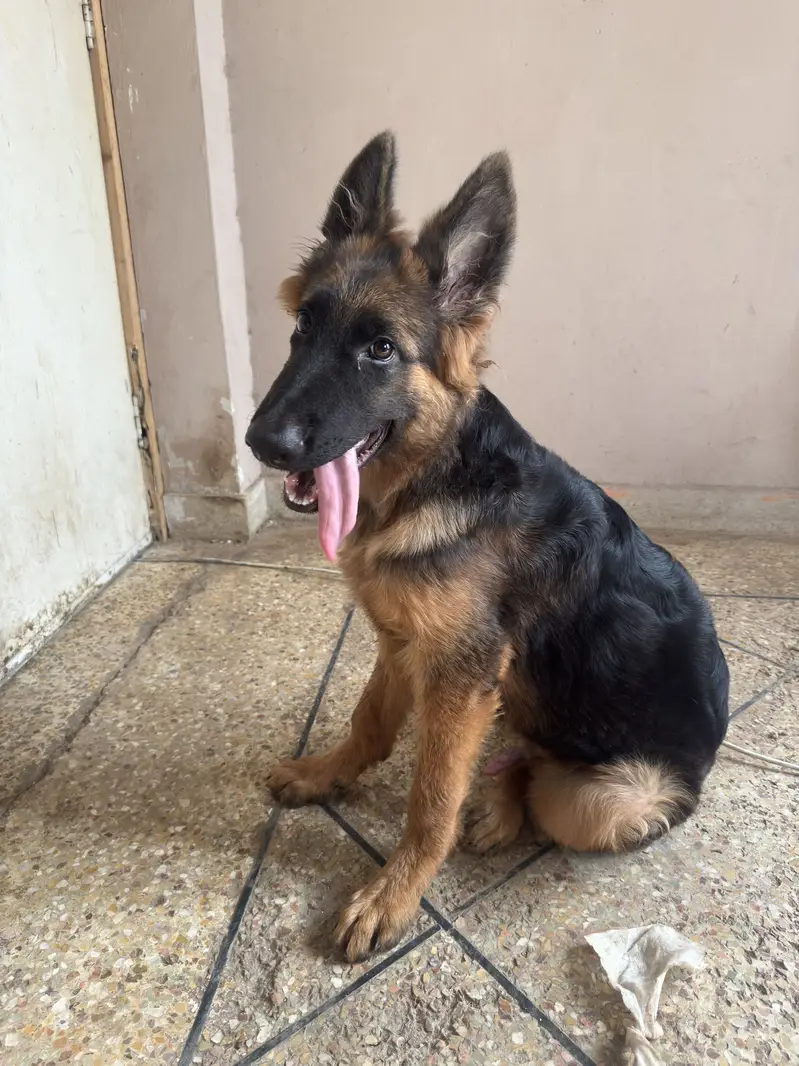 4.5 Months Non-Pedigree Long Coat Male German Shepherd Puppy — photo 3