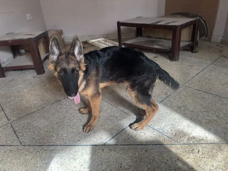 4.5 Months Non-Pedigree Long Coat Male German Shepherd Puppy — photo 4