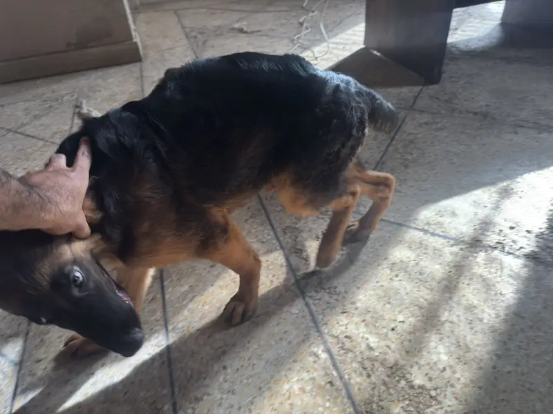 4.5 Months Non-Pedigree Long Coat Male German Shepherd Puppy — photo 5