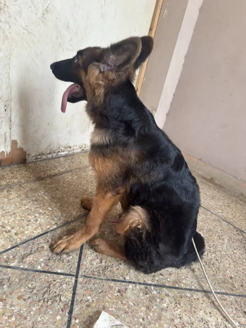 4.5 Months Non-Pedigree Long Coat Male German Shepherd Puppy — photo 6