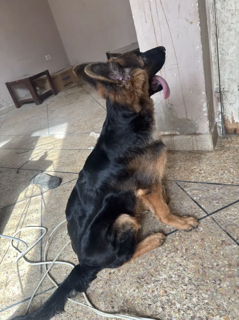 4.5 Months Non-Pedigree Long Coat Male German Shepherd Puppy — photo 7