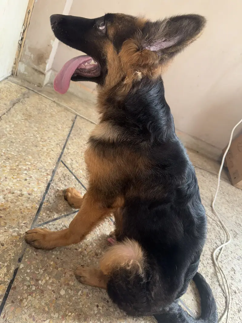 4.5 Months Non-Pedigree Long Coat Male German Shepherd Puppy — photo 8