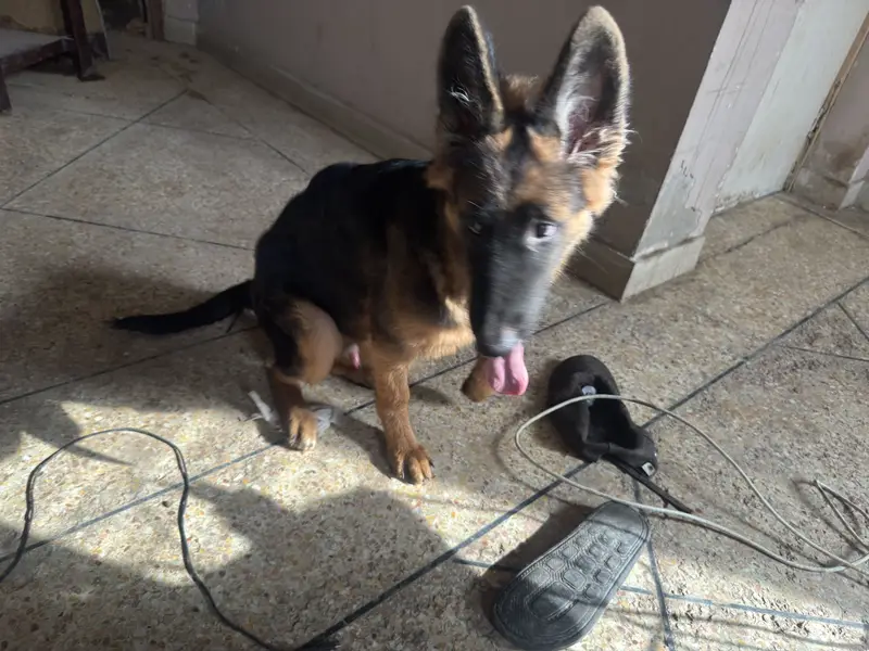 4.5 Months Non-Pedigree Long Coat Male German Shepherd Puppy — photo 9