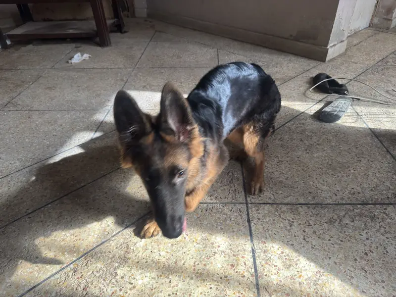 4.5 Months Non-Pedigree Long Coat Male German Shepherd Puppy — photo 10