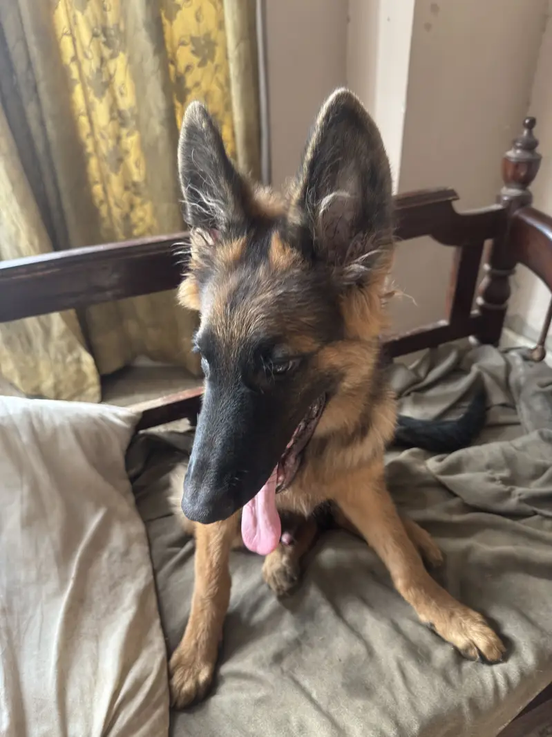 4.5 Months Non-Pedigree Long Coat Male German Shepherd Puppy — photo 11