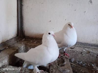 White Fancy King Pair