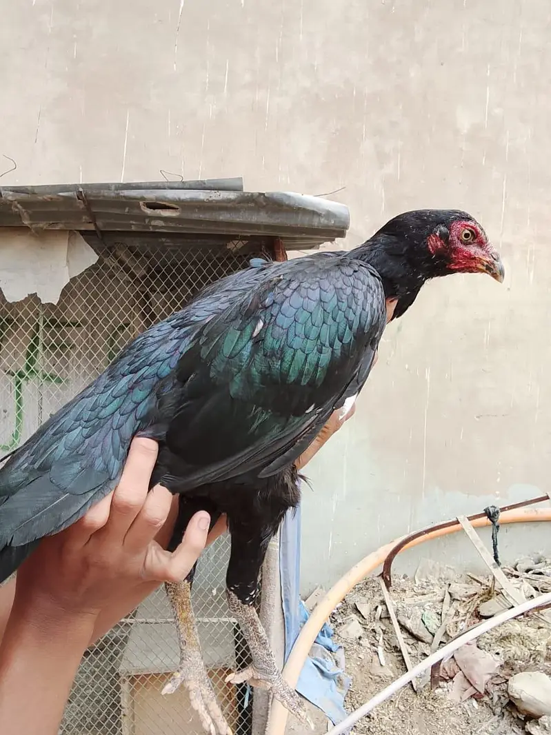 2 female lasani or 1 pair lakha — photo 2
