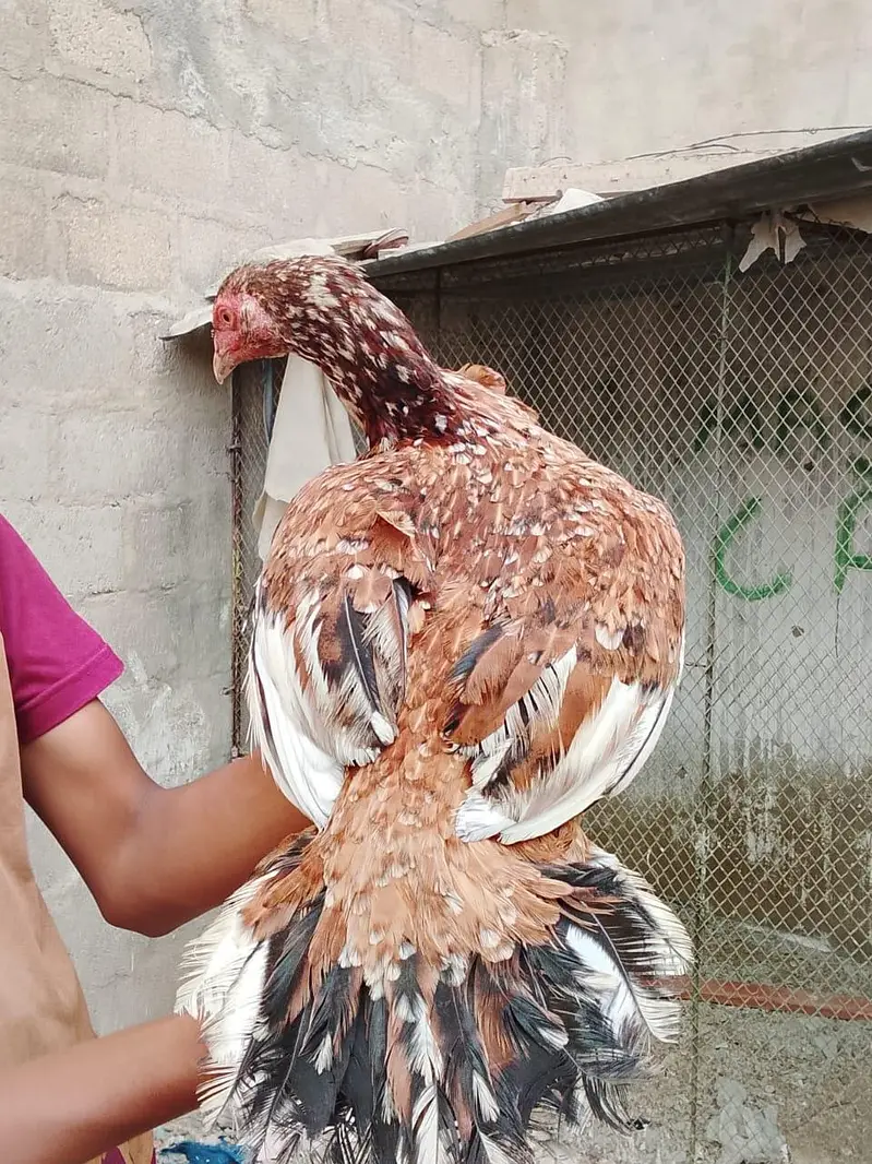 2 female lasani or 1 pair lakha — photo 3