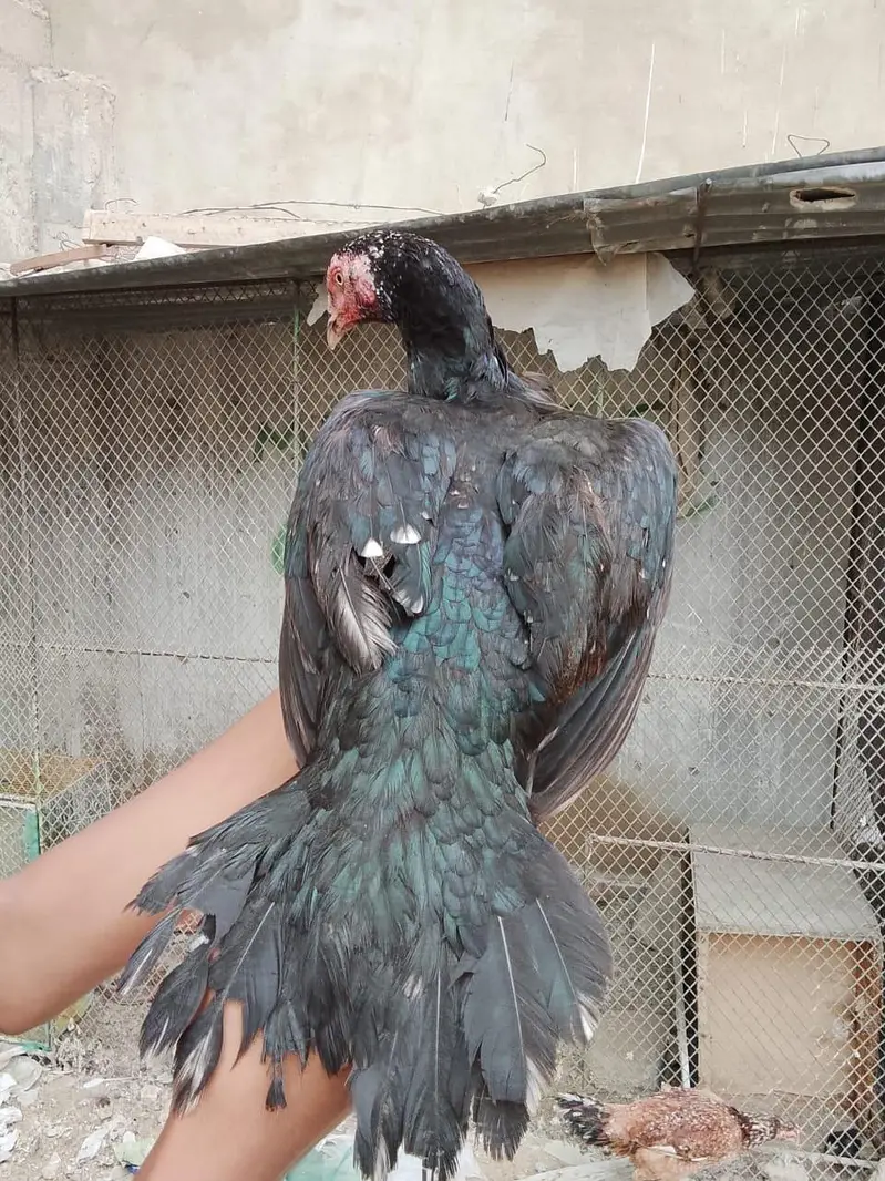 2 female lasani or 1 pair lakha — photo 7