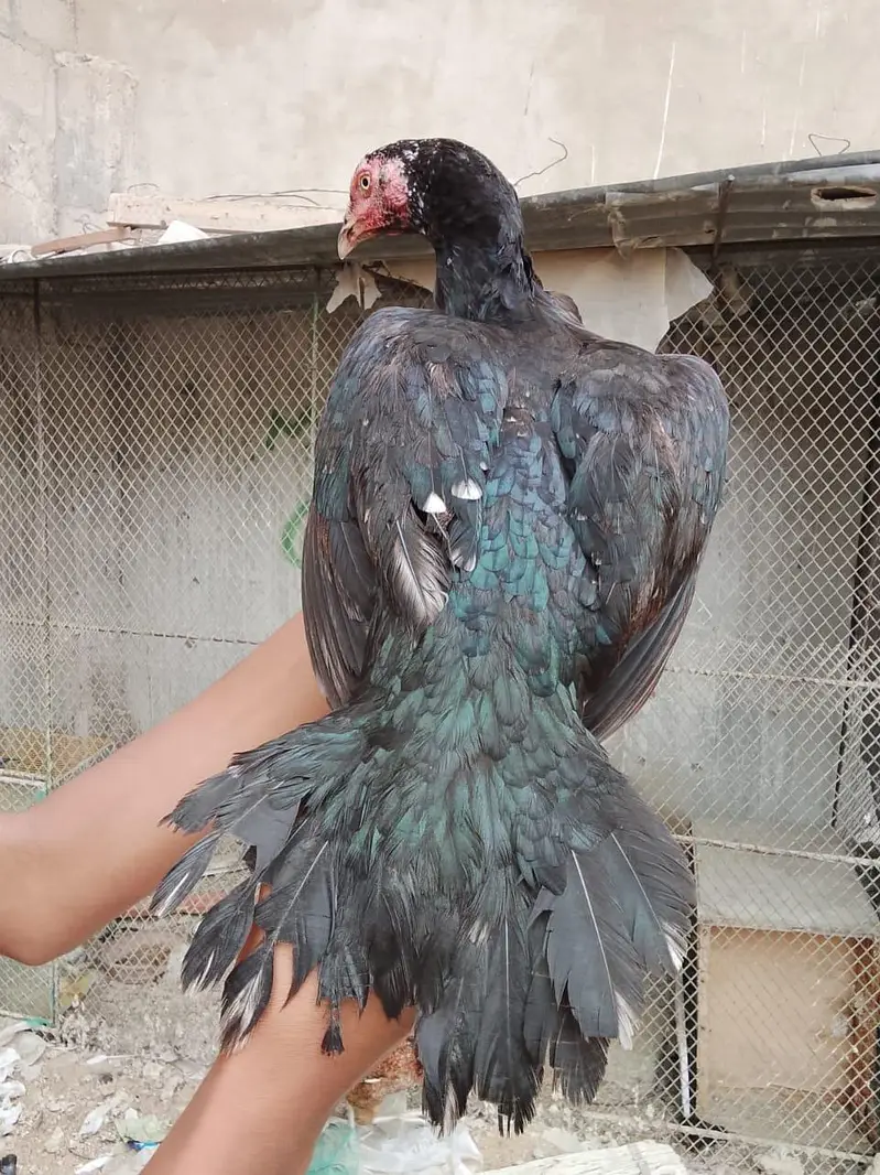 2 female lasani or 1 pair lakha — photo 8