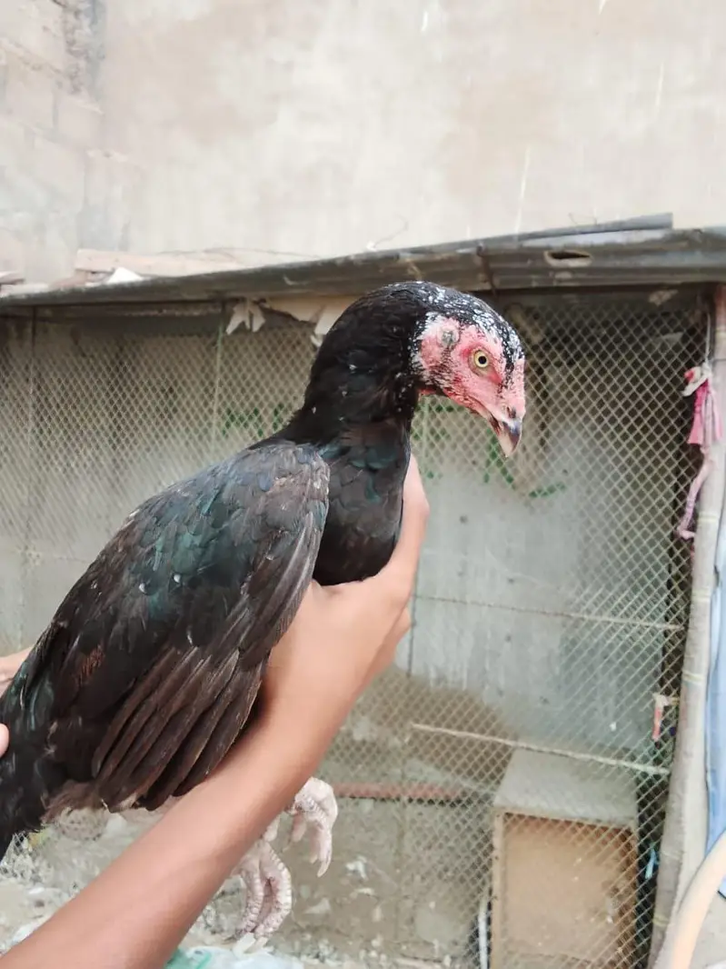 2 female lasani or 1 pair lakha — photo 9
