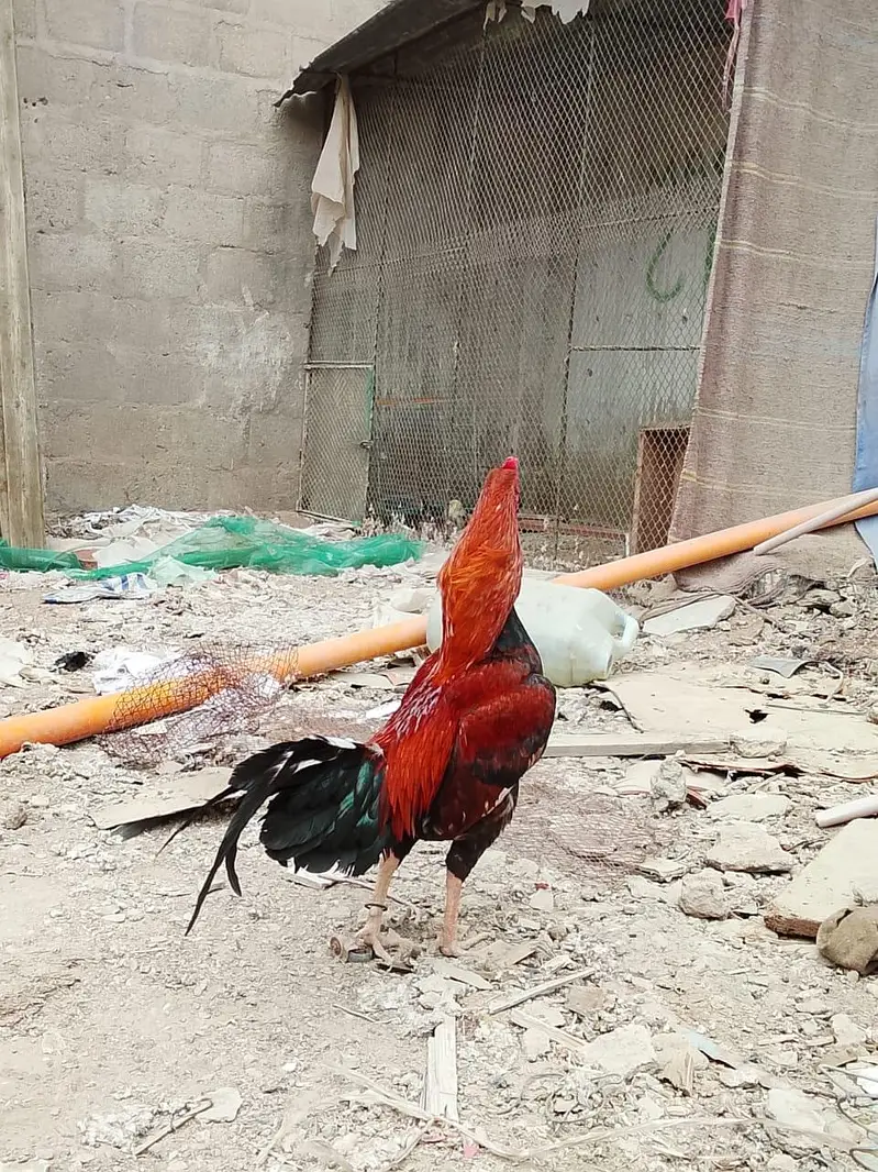 2 female lasani or 1 pair lakha — photo 10