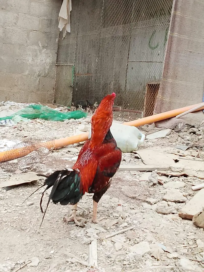 2 female lasani or 1 pair lakha — photo 11