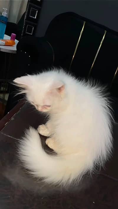 White Kitten