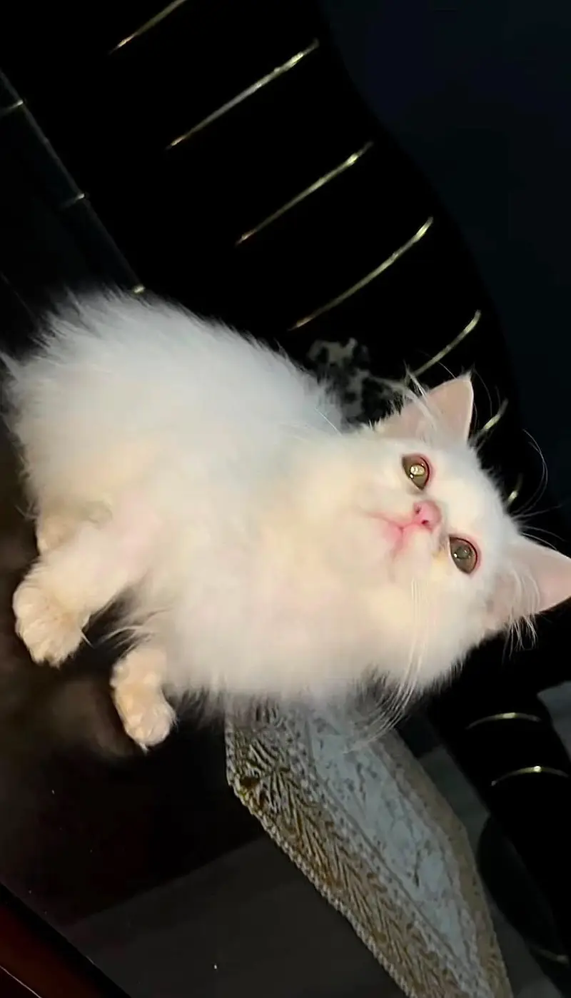 White Kitten — photo 2