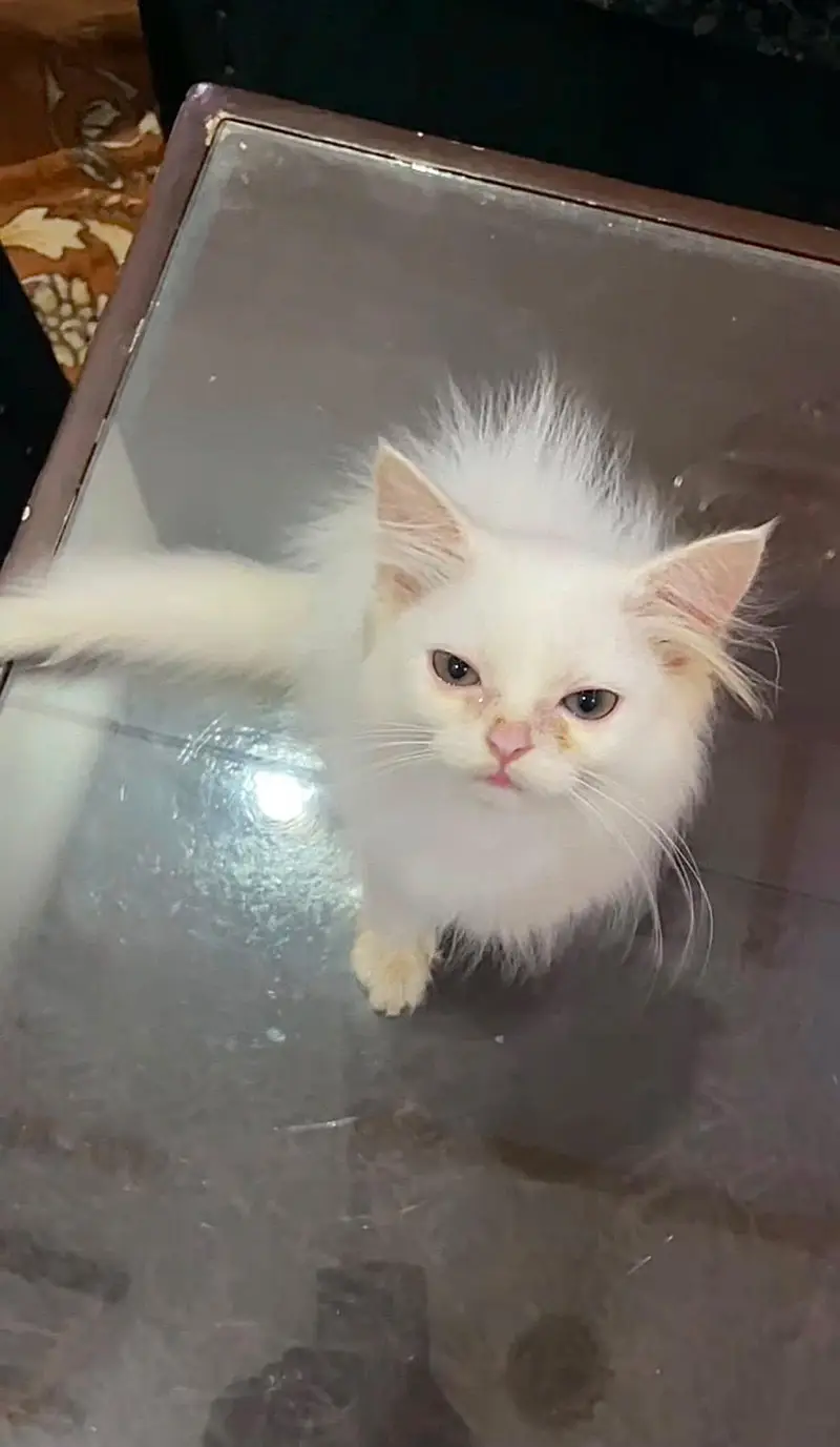 White Kitten — photo 3