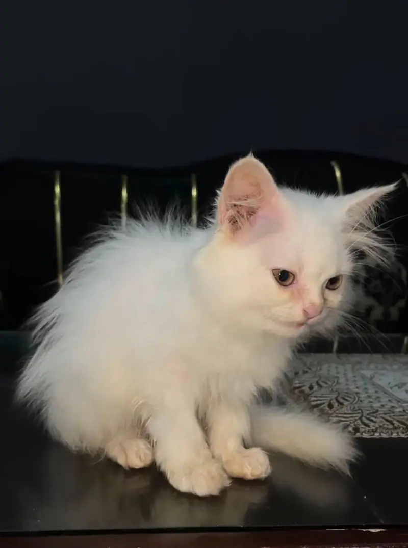 White Kitten — photo 4