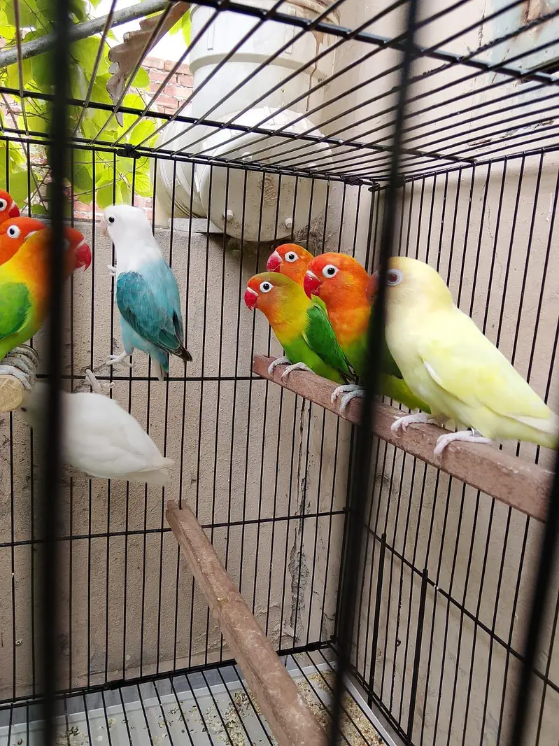 Top Quality Love birds Breeder Pairs For Sale !! — photo 2