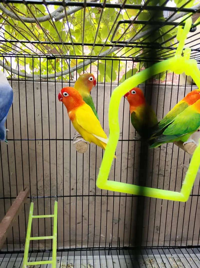 Top Quality Love birds Breeder Pairs For Sale !! — photo 3