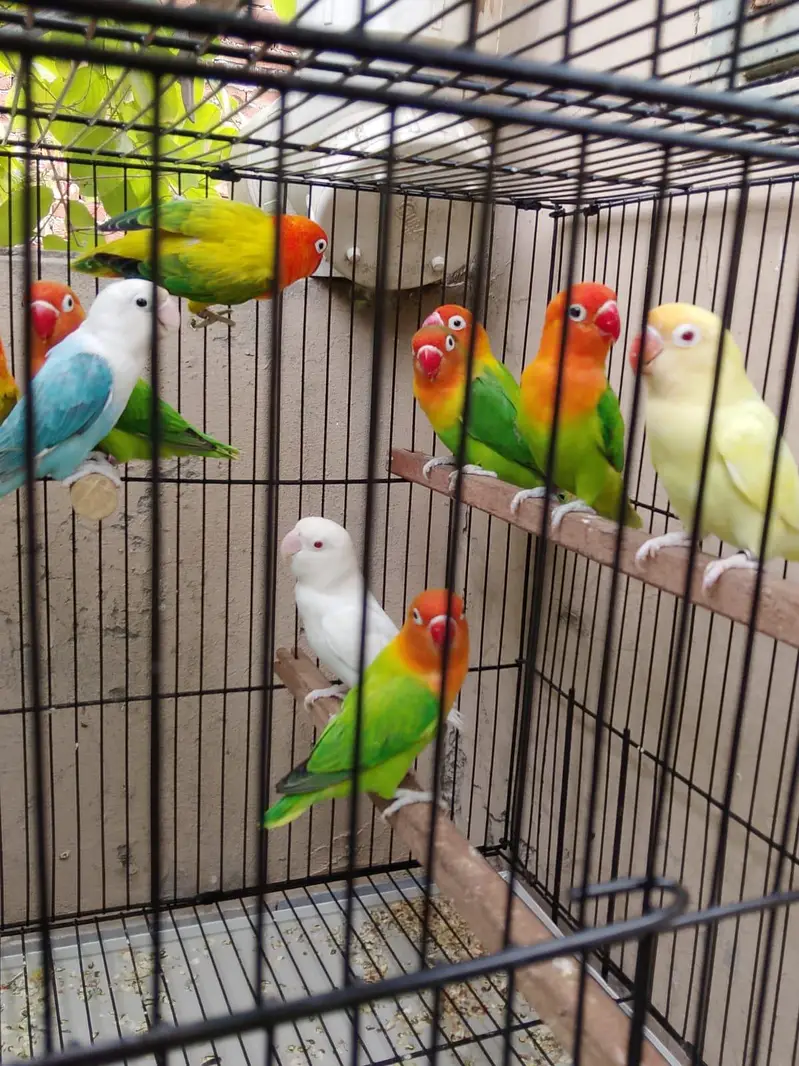 Top Quality Love birds Breeder Pairs For Sale !! — photo 4